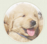 ゴールデン・リトリバー