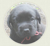 ラブラドール・リトリバー