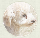 トイ・プードル