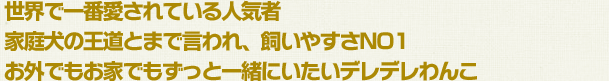 世界で一番愛されている人気者。家庭犬の王道とまで言われ、飼いやすさNO1。お外でもお家でもずっと一緒にいたいデレデレわんこ