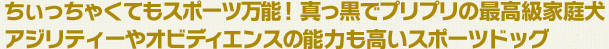 ちいっちゃくてもスポーツ万能！真っ黒でぷりぷりの最高級家庭犬。アジリティーやオビディエンスの能力も高いスポーツドッグ