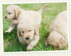 ゴールデン・リトリバー