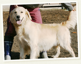 ゴールデン・リトリバー