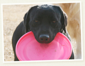 ラブラドール・リトリバー