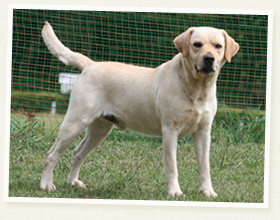 ラブラドール・リトリバー