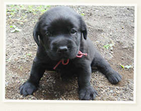 ラブラドール・リトリバー