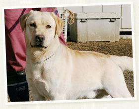 ラブラドール・リトリバー