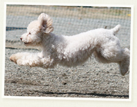 トイ・プードル