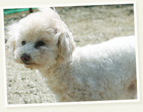 トイ・プードル