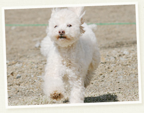 トイ・プードル