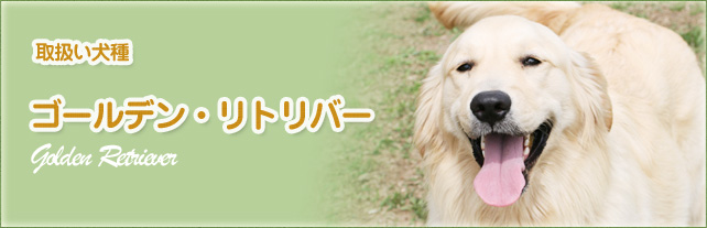 ゴールデン・リトリバー