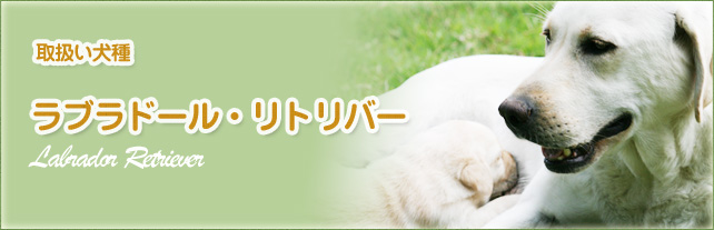 ラブラドール・リトリバー