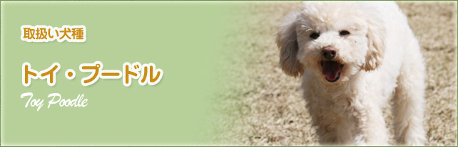 トイ・プードル