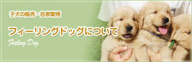 フィーリングドッグについて