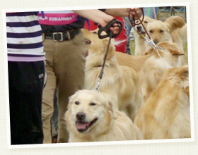 ショードッグの大会