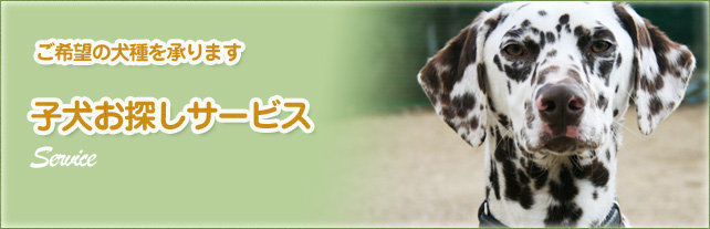 子犬お探しサービス